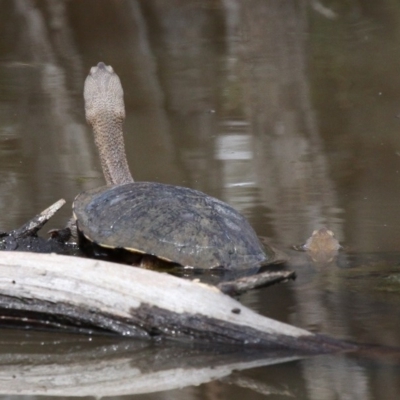 Chelodina longicollis (Eastern Long-necked Turtle) at Symonston, ACT - 24 Sep 2016 by HarveyPerkins