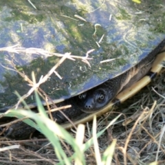 Chelodina longicollis (Eastern Long-necked Turtle) at Queanbeyan East, NSW - 7 Jan 2010 by HarveyPerkins