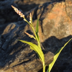 Persicaria decipiens at Paddys River, ACT - 19 Feb 2017 07:55 PM