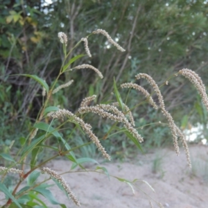 Persicaria lapathifolia at Paddys River, ACT - 19 Feb 2017