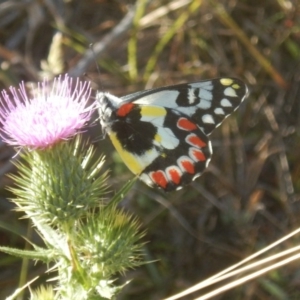 Delias aganippe at Rendezvous Creek, ACT - 16 Feb 2017