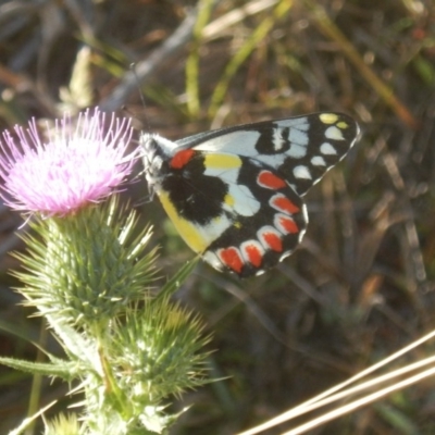 Delias aganippe (Spotted Jezebel) at Rendezvous Creek, ACT - 16 Feb 2017 by MichaelMulvaney