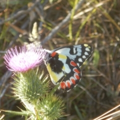 Delias aganippe at Rendezvous Creek, ACT - 16 Feb 2017