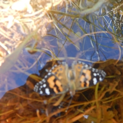 Vanessa kershawi (Australian Painted Lady) at Booth, ACT - 15 Feb 2017 by MichaelMulvaney