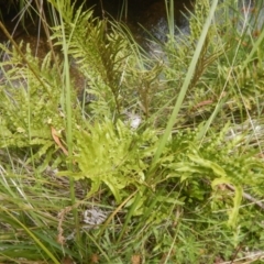 Blechnum minus (Soft Water Fern) at Yaouk, NSW - 16 Feb 2017 by MichaelMulvaney