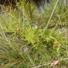 Blechnum minus at Yaouk, NSW - 16 Feb 2017