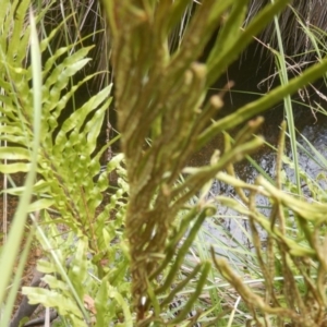 Blechnum minus at Yaouk, NSW - 16 Feb 2017