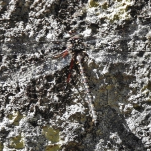 Austroaeschna multipunctata at Paddys River, ACT - 21 Feb 2017 10:55 AM