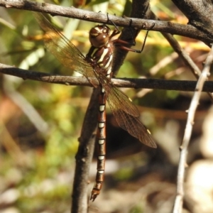 Austroaeschna pulchra at Paddys River, ACT - 21 Feb 2017