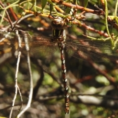 Austroaeschna pulchra at Paddys River, ACT - 21 Feb 2017