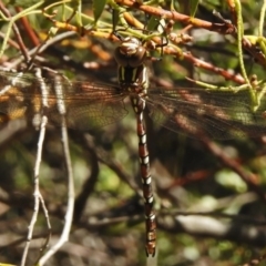 Austroaeschna pulchra at Paddys River, ACT - 21 Feb 2017 11:38 AM