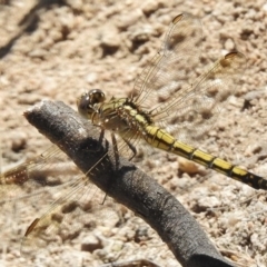 Orthetrum caledonicum (Blue Skimmer) at Paddys River, ACT - 21 Feb 2017 by JohnBundock