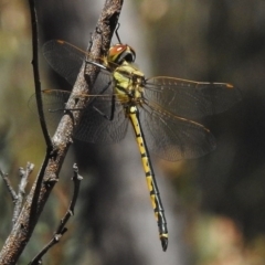 Hemicordulia tau (Tau Emerald) at Paddys River, ACT - 21 Feb 2017 by JohnBundock