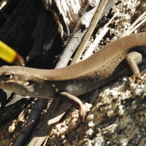 Liopholis whitii at Paddys River, ACT - 21 Feb 2017