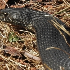 Austrelaps ramsayi (Highlands Copperhead) at Paddys River, ACT - 20 Feb 2017 by JohnBundock