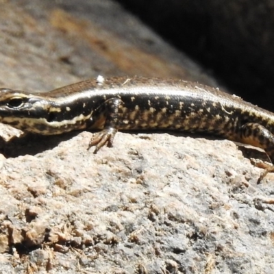 Eulamprus heatwolei (Yellow-bellied Water Skink) at Paddys River, ACT - 21 Feb 2017 by JohnBundock