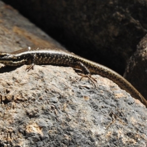 Eulamprus heatwolei at Paddys River, ACT - 21 Feb 2017