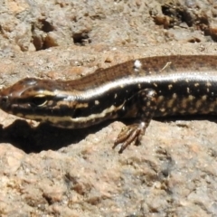 Eulamprus heatwolei at Paddys River, ACT - 21 Feb 2017 11:57 AM