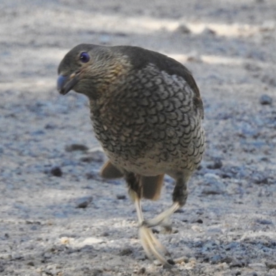 Ptilonorhynchus violaceus (Satin Bowerbird) at Paddys River, ACT - 20 Feb 2017 by JohnBundock