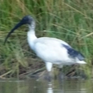 Threskiornis molucca at Greenway, ACT - 19 Feb 2017 05:40 PM