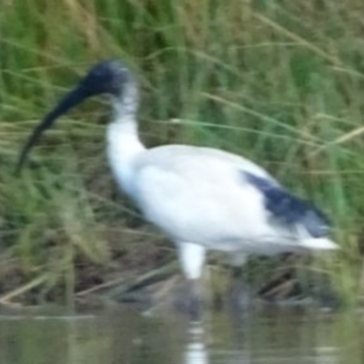 Threskiornis molucca (Australian White Ibis) at Greenway, ACT - 19 Feb 2017 by SteveC