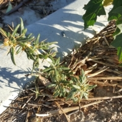 Xanthium spinosum (Bathurst Burr) at Symonston, ACT - 21 Feb 2017 by Mike