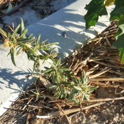 Xanthium spinosum (Bathurst Burr) at Symonston, ACT - 21 Feb 2017 by Mike