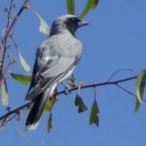 Coracina novaehollandiae at Greenway, ACT - 19 Feb 2017