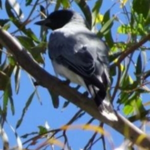 Coracina novaehollandiae at Greenway, ACT - 19 Feb 2017