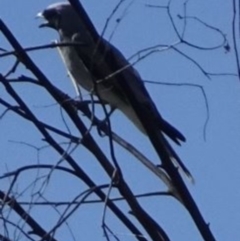 Coracina novaehollandiae at Greenway, ACT - 19 Feb 2017