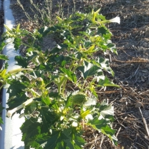 Datura stramonium at Symonston, ACT - 21 Feb 2017