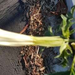 Datura stramonium at Symonston, ACT - 21 Feb 2017 06:20 PM