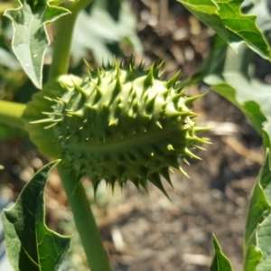 Datura stramonium at Symonston, ACT - 21 Feb 2017 06:20 PM