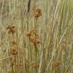 Juncus sp. (A Rush) at Garran, ACT - 18 Feb 2017 by Mike