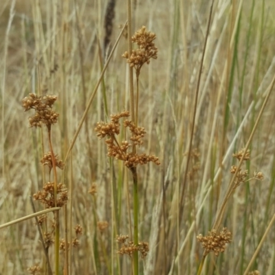 Juncus (genus) (A Rush) at Garran, ACT - 18 Feb 2017 by Mike