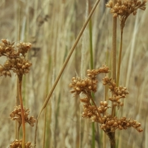 Juncus sp. at Garran, ACT - 18 Feb 2017