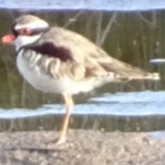 Charadrius melanops (Black-fronted Dotterel) at Greenway, ACT - 19 Feb 2017 by SteveC