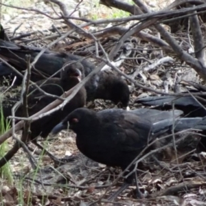 Corcorax melanorhamphos at Greenway, ACT - 19 Feb 2017 07:07 PM