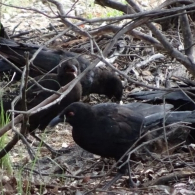 Corcorax melanorhamphos (White-winged Chough) at Greenway, ACT - 19 Feb 2017 by SteveC