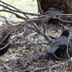 Corcorax melanorhamphos at Greenway, ACT - 19 Feb 2017