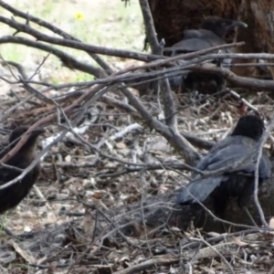 Corcorax melanorhamphos at Greenway, ACT - 19 Feb 2017 07:07 PM