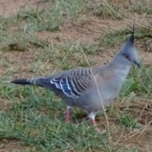 Ocyphaps lophotes at Greenway, ACT - 19 Feb 2017 05:48 PM