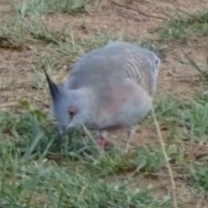 Ocyphaps lophotes at Greenway, ACT - 19 Feb 2017 05:48 PM