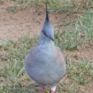 Ocyphaps lophotes at Greenway, ACT - 19 Feb 2017 05:48 PM