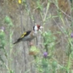 Carduelis carduelis (European Goldfinch) at Greenway, ACT - 19 Feb 2017 by SteveC