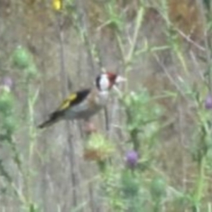 Carduelis carduelis at Greenway, ACT - 19 Feb 2017