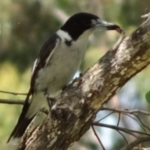 Cracticus torquatus at Greenway, ACT - 19 Feb 2017 07:16 PM