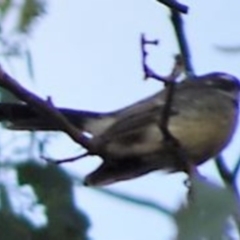 Rhipidura albiscapa (Grey Fantail) at Greenway, ACT - 19 Feb 2017 by SteveC