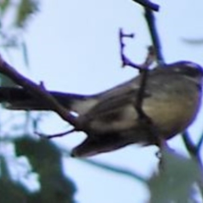 Rhipidura albiscapa (Grey Fantail) at Greenway, ACT - 19 Feb 2017 by SteveC