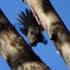 Rhipidura albiscapa at Greenway, ACT - 19 Feb 2017